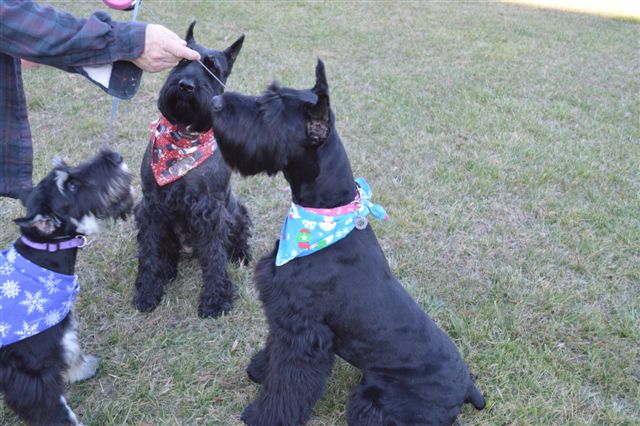 giant schnauzer and standard poodle mix