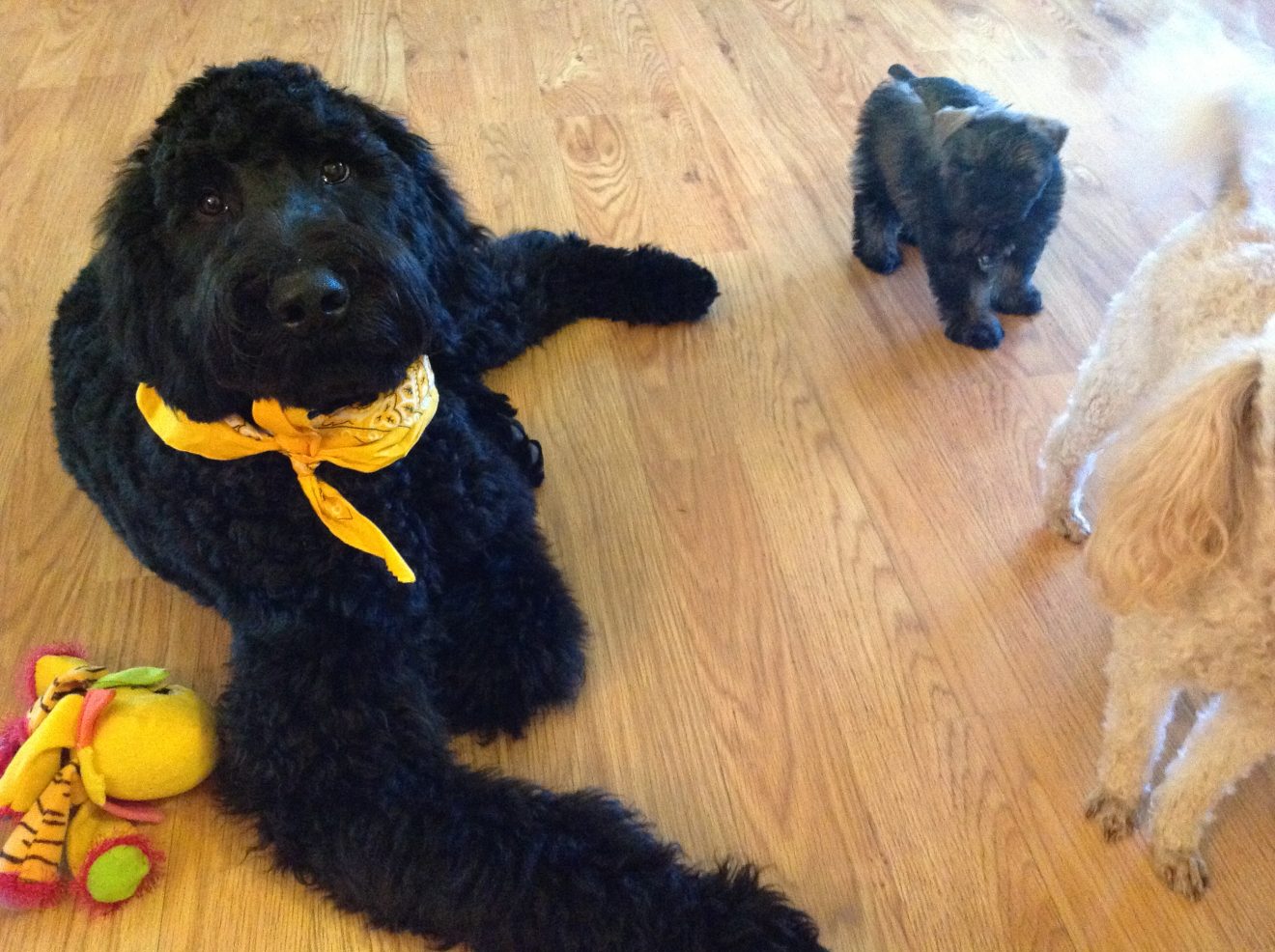 Giant Schnoodle Breeders & Puppies for Sale in Raleigh NC | Pierce 