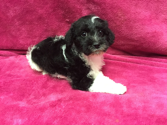 Queen Sheba’s June 2020 Litter - Pierce Schnoodles