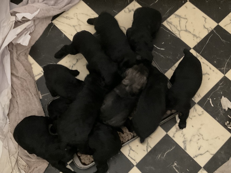 Ingrid's May 2023 Litter - Pierce Schnoodles