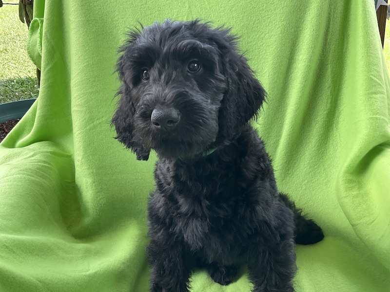 Ingrid's May 2023 Litter - Pierce Schnoodles