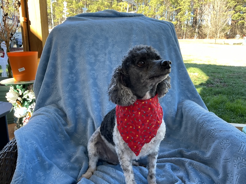 Carters poodle clearance sweater